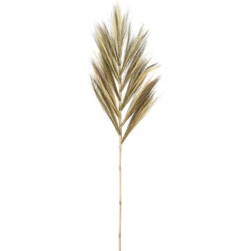 Dekorationsstjälk av senapsgräs, ca. 145-150 cm
