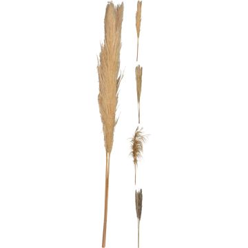 Pampasgräs 3 stk. 100-115 cm i naturfärger