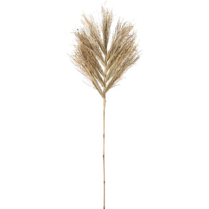 Dekorationsstilk av stjärngräs, ca. 145-150 cm