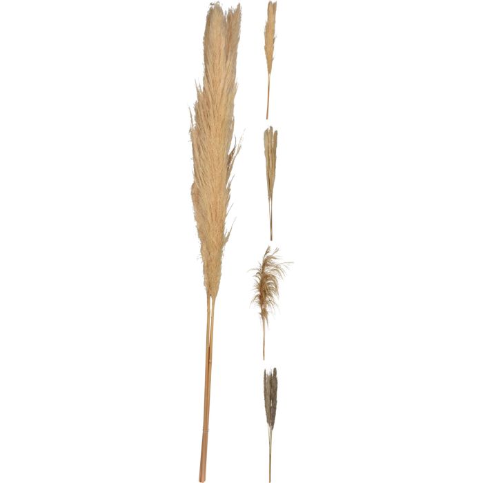 Pampasgräs 3 stk. 100-115 cm i naturfärger
