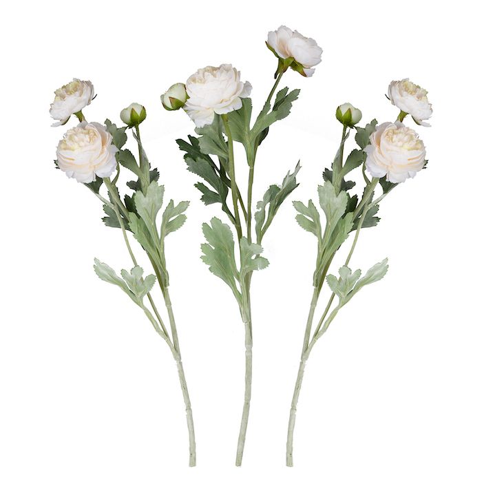 Ranunkel Blommor Vita 3x
