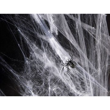 Vitt spindelnät med spindlar