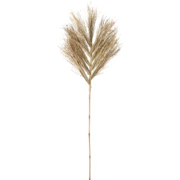 Dekorationsstilk av stjärngräs, ca. 145-150 cm