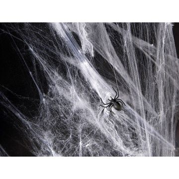 Spindelväv med spindlar